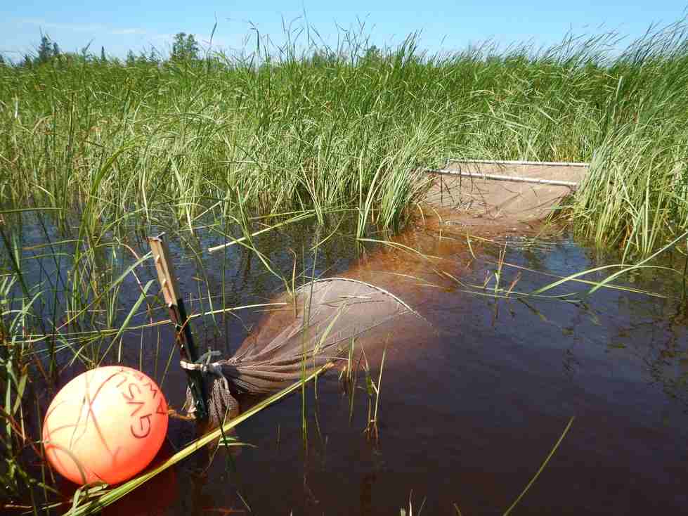 A fyke net is used to sample fish in a coastal wetland